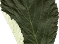 Sorbus aria Image 5