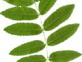 Sorbus aucuparia Image 4