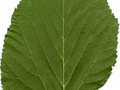 Tilia americana Image 2