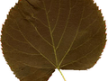 Tilia cordata Erecta Image 2