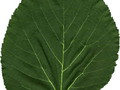 Tilia cordata Glenleven Image 2