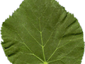 Tilia cordata Greenspire Image 4