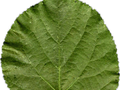 Tilia cordata Image 3