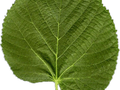 Tilia platyphyllos Image 4