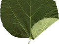 Tilia petiolaris Image 3