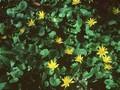 Ficaria verna Image 1