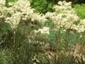 Filipendula hexapetala Image 1