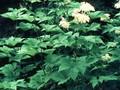 Filipendula kamtschatica Image 1
