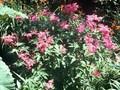 Filipendula purpurea Elegans Image 1