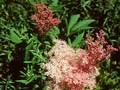 Filipendula rubra Magnifica Image 1