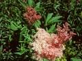 Filipendula rubra Venusta Image 1