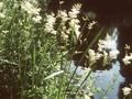Filipendula ulmaria Image 1