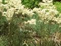 Filipendula vulgaris Image 1