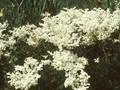 Filipendula vulgaris Multiplex Image 1