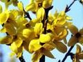 Forsythia intermedia Weekend Image 1