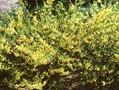 Forsythia ovata Image 1