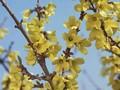 Forsythia ovata Tetragold Image 1