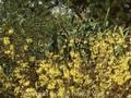 Forsythia viridissima Bronxensis Image 1