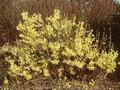 Forsythia viridissima Webers Bronx Image 1