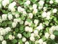 Fothergilla alnifolia Image 1