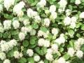 Fothergilla carolina Image 1