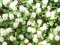 Fothergilla gardenii Image 1