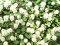 Fothergilla parvifolia Image 1