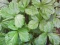 Fragaria vesca Image 2