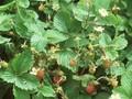 Fragaria vesca Image 1