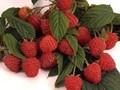 Rubus idaeus Image 2