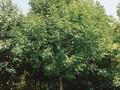 Fraxinus americana Image 1