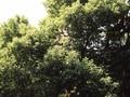 Fraxinus americana Image 2