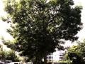 Fraxinus excelsior Image 1