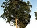 Fraxinus excelsior Image 2