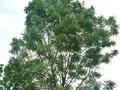 Fraxinus angustifolia Flame Image 1