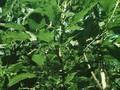 Fraxinus excelsior monophylla Image 1