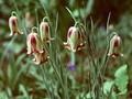 Fritillaria acmopetala Image 1