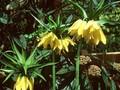 Fritillaria imperialis Flava Image 1