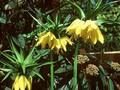 Fritillaria imperialis Lutea Image 1