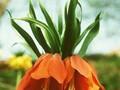 Fritillaria imperialis Maxima Image 1