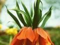 Fritillaria imperialis Rubra Maxima Image 1
