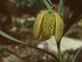 Fritillaria latifolia Image 1
