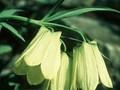 Fritillaria pallidiflora Image 1