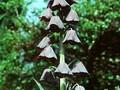 Fritillaria persica Adiyaman Image 1