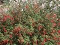 Fuchsia gracilis Image 1