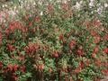 Fuchsia magellanica var gracilis Image 1