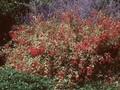 Fuchsia magellanica var gracilis Variegata Image 1