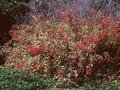 Fuchsia magellanica Variegata Image 1
