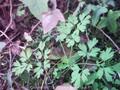 Fumaria officinalis Image 1