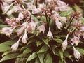 Funkia tardiflora Image 1